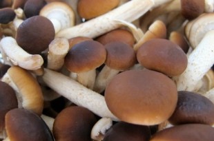 caratteristiche e usi funghi chiodini