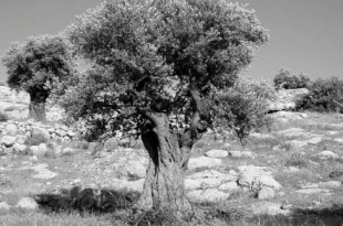 albero olive conservare